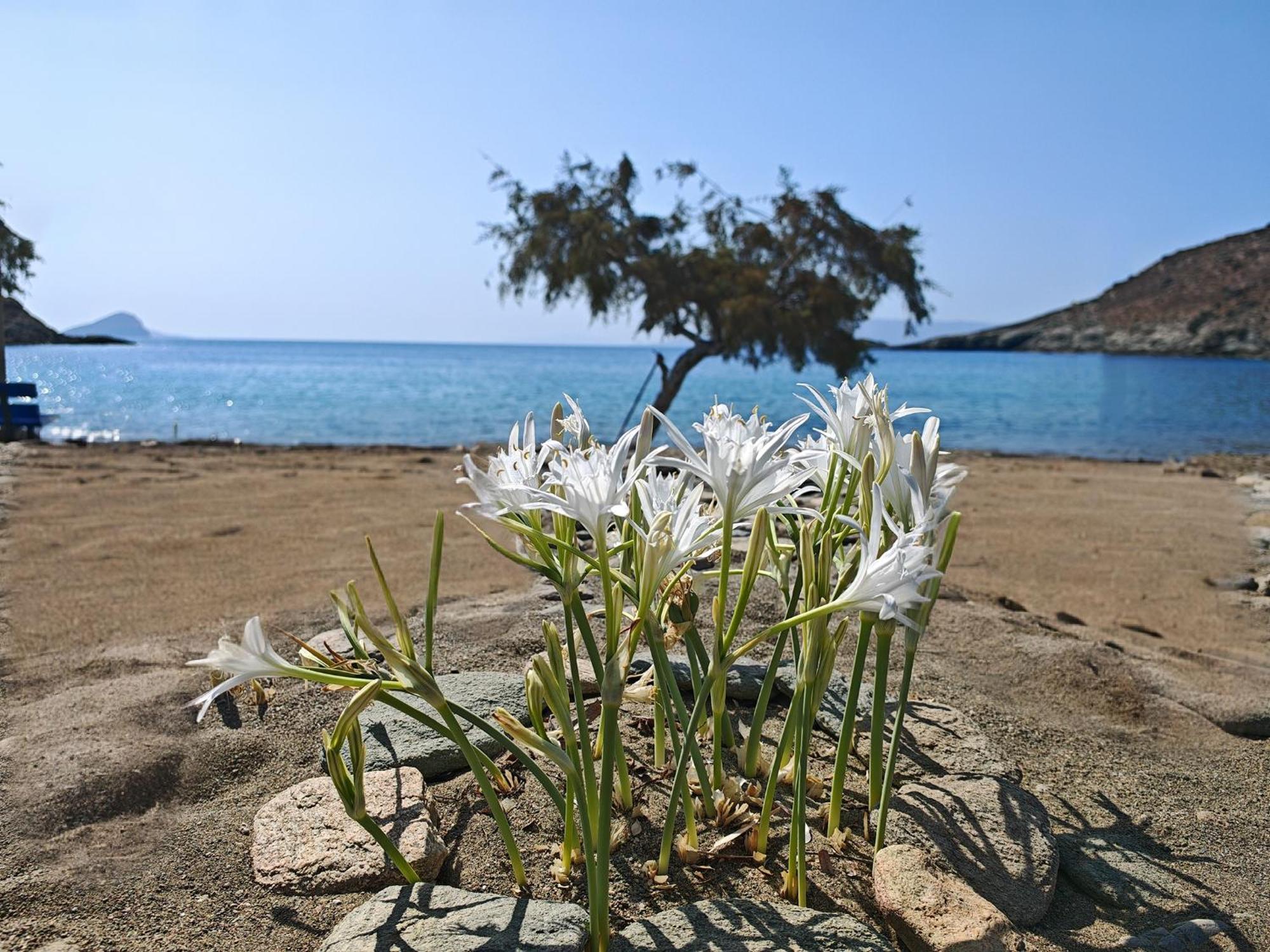 Diana'S Luxury Suites Kíthnos Exterior foto